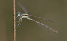 Lestes barbarus